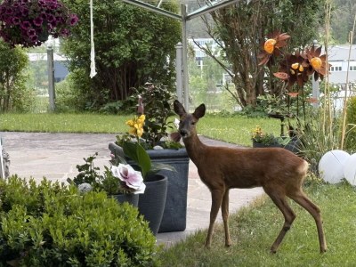 Holiday apartment Komfortable Ferienwohnung, ruhig, Bergblick - Outdoor photo 9