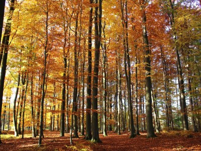 Holiday house Daxweiler - Outdoor photo 5