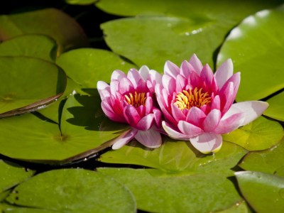 Holiday apartment Deluxe in AlpinschlÃ¶ssl****Aparts - Outdoor photo 9