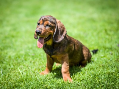 Holiday apartment Deluxe in AlpinschlÃ¶ssl****Aparts - Outdoor photo 16