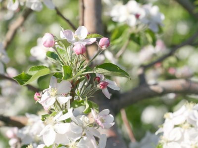 Holiday apartment Tschaggl at Umsinderhof - Environment photo 10
