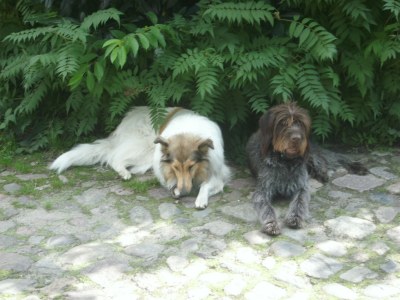 Holiday apartment shore leave "Birkenhof" - Environment photo 19