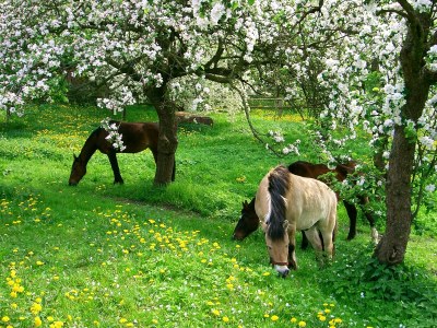 Holiday apartment shore leave "Birkenhof" - Environment photo 20
