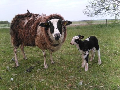 Holiday apartment Aselerwarf - Environment photo 12