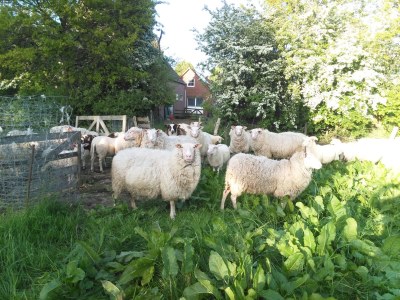 Holiday apartment Aselerwarf - Environment photo 13