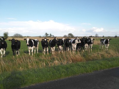 Holiday apartment Aselerwarf - Environment photo 14