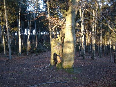 Holiday apartment Reuther - Environment photo 19