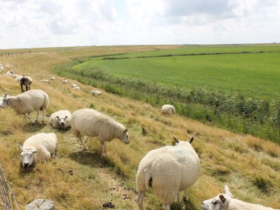 Holiday house Nelles - Environment photo 34