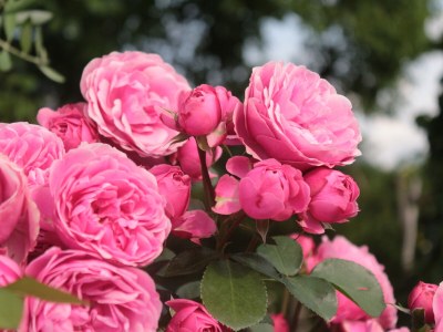 Holiday apartment Theo, RosenResidence Krösshof - Outdoor photo 13