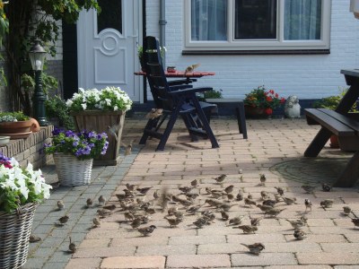 Holiday apartment Ab and Joke van Dam - Environment photo 39