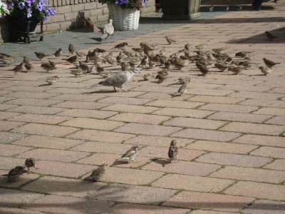 Holiday apartment Ab and Joke van Dam - Environment photo 40