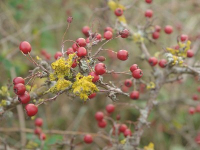 Holiday apartment Haus Nina Wohnung 7 - Environment photo 16