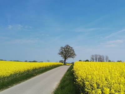 Holiday apartment in the Fischers Hus - Environment photo 29
