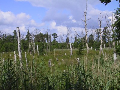 Holiday apartment Schröder at the aerie - Environment photo 18