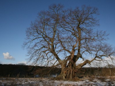Holiday apartment Schröder at the aerie - Environment photo 19