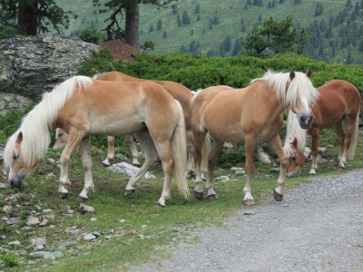 Holiday apartment Holiday house Reichegger - Environment photo 21