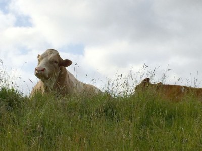 Holiday house Wershofen 4 - Environment photo 18