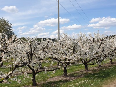 Holiday apartment Schultheiß - Environment photo 21