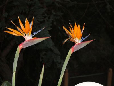 Bungalow flor-y-mar - Environment photo 14