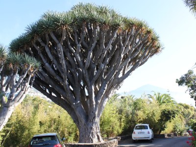 Bungalow flor-y-mar - Environment photo 15