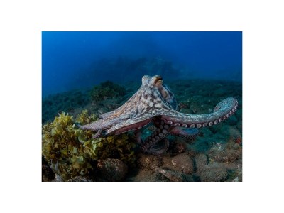 Apartment Relaxing by the sea - Features photo 32