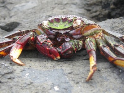 Apartment Relaxing by the sea - Environment photo 36