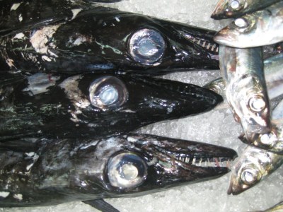 Apartment Relaxing by the sea - Environment photo 38