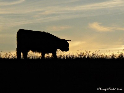Holiday house Huus Achtern Diek - Environment photo 21