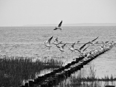 Holiday house Huus Achtern Diek - Environment photo 22