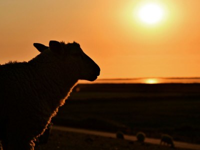 Holiday house Huus Achtern Diek - Environment photo 25