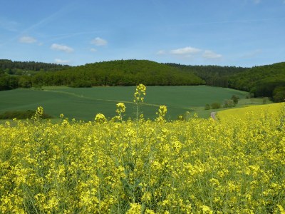 Holiday house Am Rosengarten - Environment photo 22
