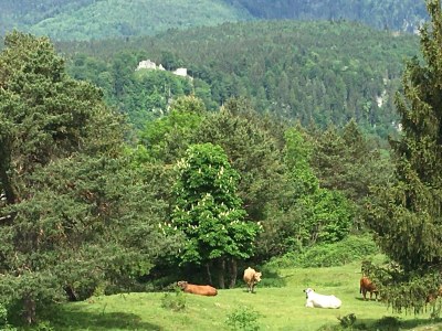 Holiday apartment Hilgarth - Outdoor photo 6