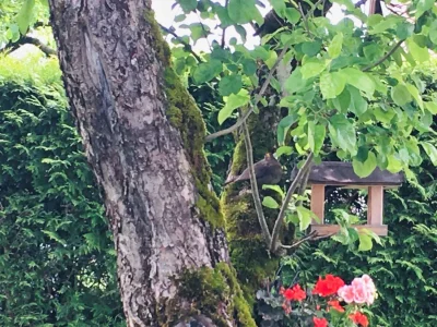 Holiday apartment Hilgarth - Outdoor photo 8