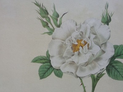 Holiday house Wildrose - Document photo 20