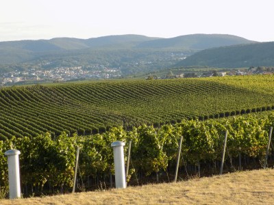 Holiday apartment Landhauswohnung - Environment photo 34