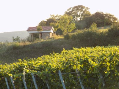 Holiday apartment Landhauswohnung - Environment photo 39