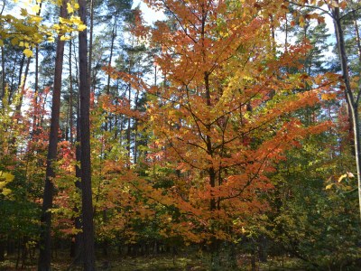 Holiday house Vogelsang - Environment photo 38