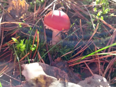 Holiday house Vogelsang - Environment photo 39