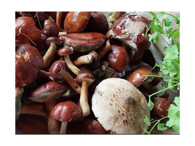 Holiday house Vogelsang - Environment photo 40