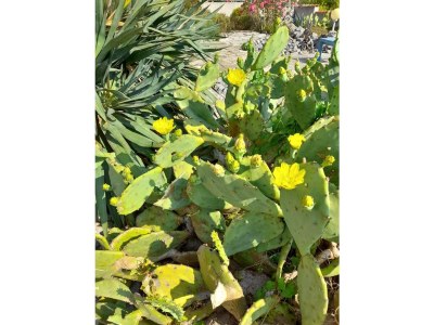 Holiday house mas de perimont - Outdoor photo 10