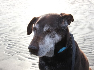 Holiday apartment View of the dike - Environment photo 20