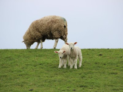 Holiday apartment View of the dike - Environment photo 21