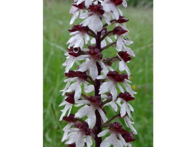 Holiday apartment Katja - Environment photo 22