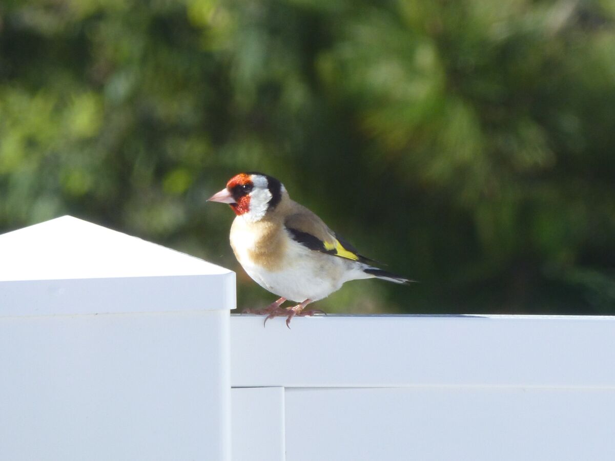 Holiday house Raynaud Dunes - Outdoor photo 5
