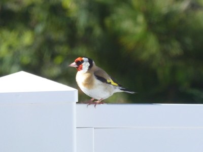 Holiday house Raynaud Dunes - Outdoor photo 5