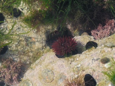 Holiday house Raynaud Dunes - Environment photo 24