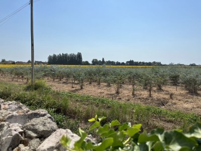 Holiday apartment Elisa Rot - Outdoor photo 8