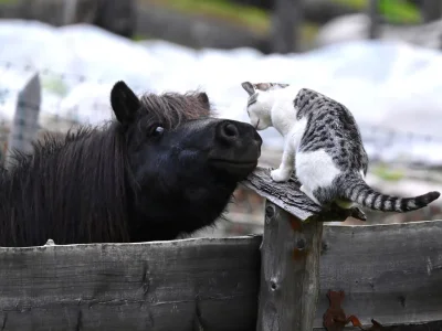 Holiday apartment Fossé - Environment photo 22