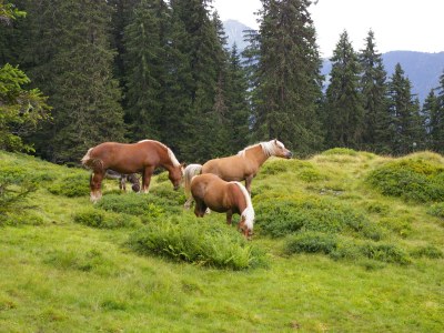 Holiday house Holiday house in Montafon - Environment photo 26