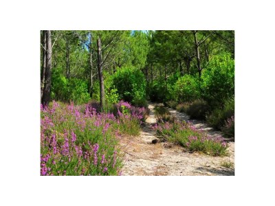 Villa Petit Bazy. - Environment photo 39